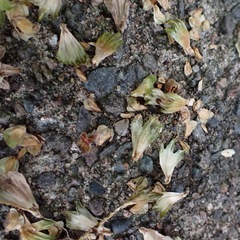 Tamiasciurus hudsonicus