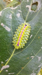 Zygaenoidea