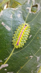 Zygaenoidea
