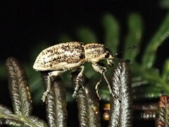 Curculionidae