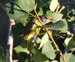 Geothlypis tolmiei