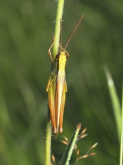 Mecostethus parapleurus