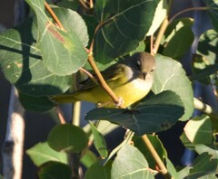 Geothlypis tolmiei