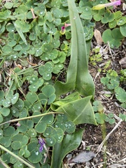 Colchicum eucomoides