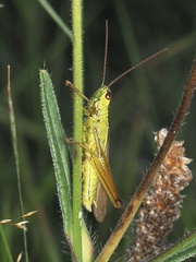 Mecostethus parapleurus