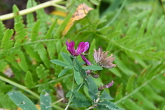Trifolium lupinaster