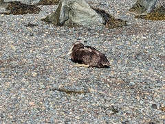 Somateria mollissima