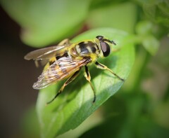 Myathropa florea