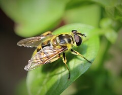 Myathropa florea