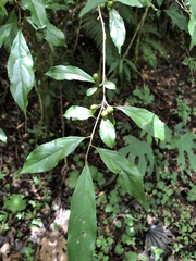 Rhamnus pilushanensis