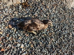 Somateria mollissima