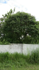 Heliocarpus