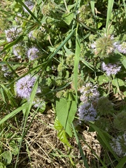 Mentha pulegium