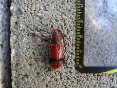 Dicelosternus corallinus