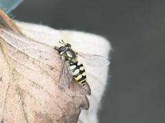 Eupeodes corollae