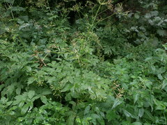 Chaerophyllum aromaticum