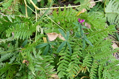 Trifolium lupinaster