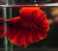 Betta
