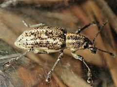 Curculionidae