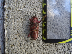 Dicelosternus corallinus