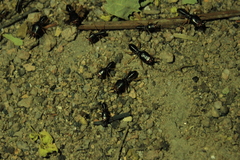 Macrotermes carbonarius