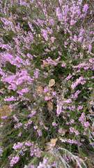 Ericeae