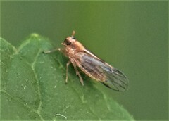 Delphacidae