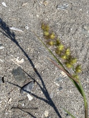 Cenchrus longispinus