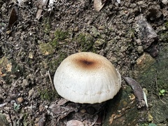 Leucocoprinus cepistipes