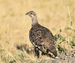 Centrocercus urophasianus