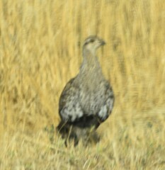 Centrocercus urophasianus