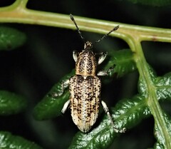 Curculionidae