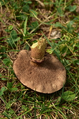 Suillus viscidus