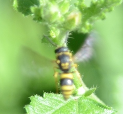 Ancistrocerus