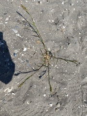 Cenchrus longispinus