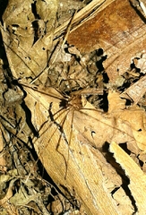 Leiobunum blackwalli