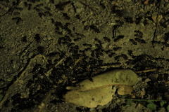 Macrotermes carbonarius