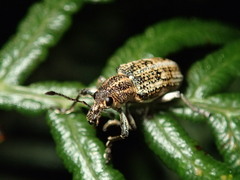 Curculionidae