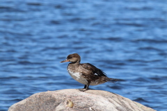 Lophodytes cucullatus