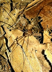 Leiobunum blackwalli