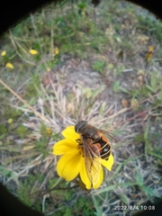Eristalis bogotensis