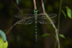 Polycanthagyna erythromelas