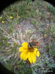 Eristalis bogotensis