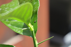 Geocoris megacephalus