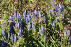 Gentiana pneumonanthe