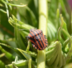 Graphosoma italicum