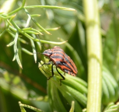 Graphosoma italicum