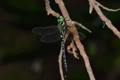 Polycanthagyna erythromelas