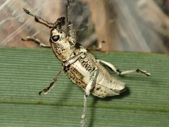 Curculionidae