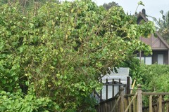 Thespesia populnea
